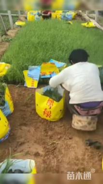 高度20厘米芦苇