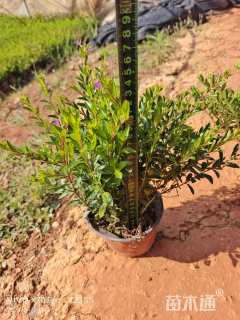 高度30厘米满天星