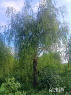 20公分垂柳