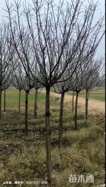 20公分红粉佳人樱