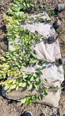 高度40厘米金森女贞