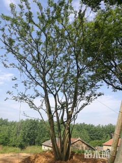 30公分朴树