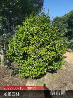 高度400厘米茶花