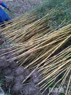 地栽苗金镶玉竹