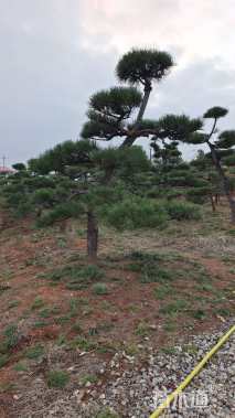 18公分造型黑松