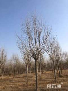 18公分金叶白蜡