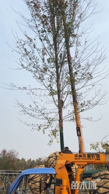 18公分美国红枫