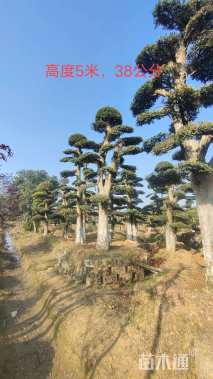 35公分造型榆树