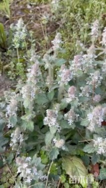 高度20厘米筋骨草