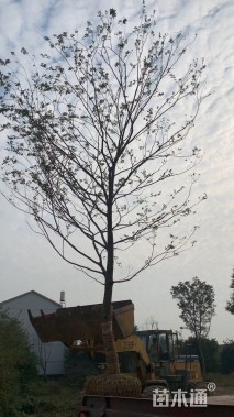 25公分朴树
