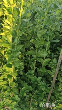高度120厘米北海道黄杨