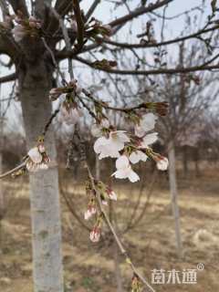 8公分普贤象樱花