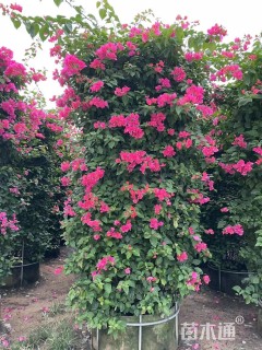 高度3000厘米三角梅
