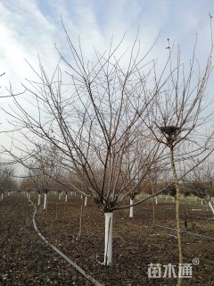 20公分日本早樱