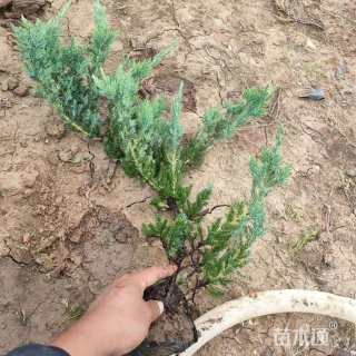 高度70厘米铺地柏