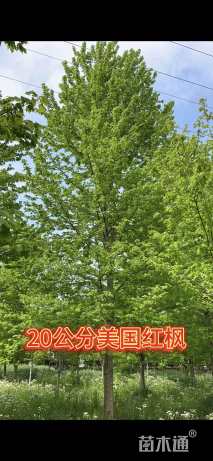 20公分美国红枫