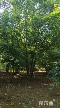 高度500厘米丛生五角枫