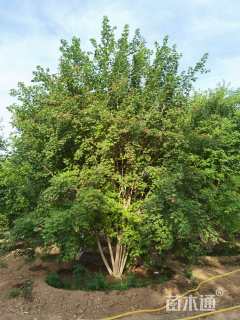 高度600厘米丛生元宝枫