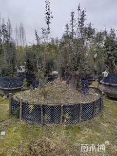 高度800厘米金弹子