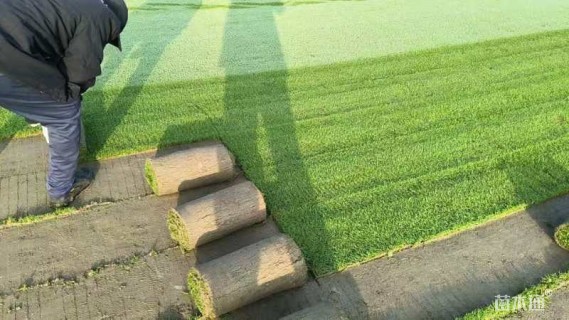 草卷状四季青草坪