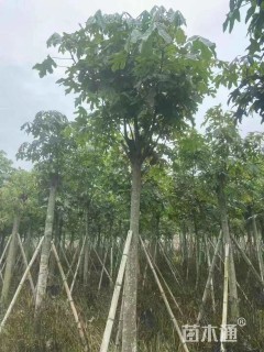 12公分澳洲火焰木