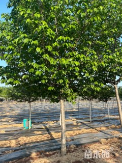 12公分美利坚樱