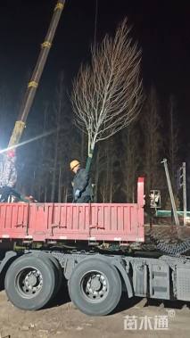 10公分美国红枫