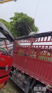 8公分(5杆)丛生香泡