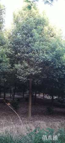 15公分香樟
