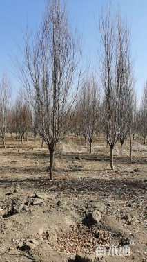 10公分龙柱碧桃