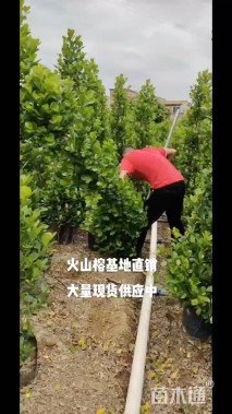 高度30厘米火山榕