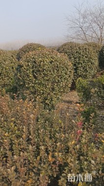 冠幅80厘米卫矛球