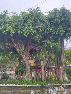 30公分造型小叶榕