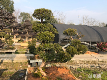 10公分造型赤楠