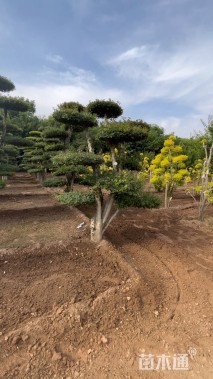 20公分造型对节白蜡