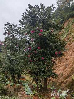 高度300厘米茶梅