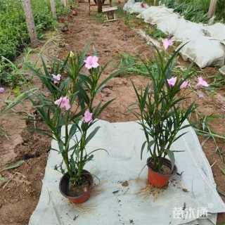 高度50厘米翠芦莉