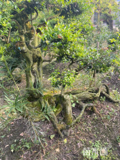 高度180厘米金弹子