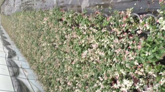 20厘米花叶络石