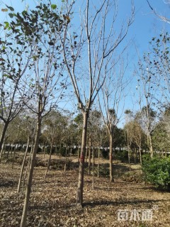 14公分黄山栾树