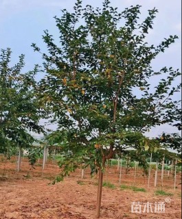 高度200厘米阳光樱