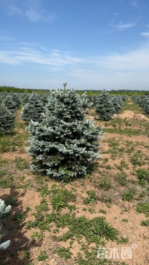 高度150厘米美国蓝杉