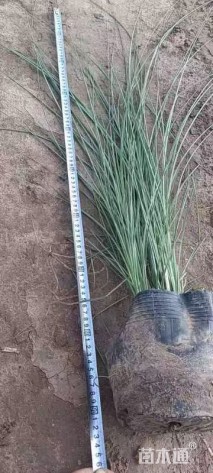高度60厘米细叶芒