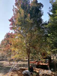 10公分美国红枫