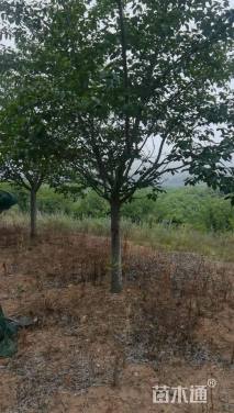 16公分染井吉野樱