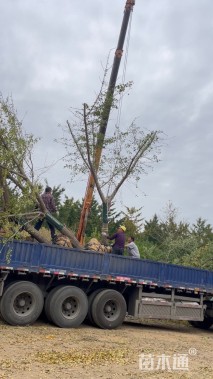 14公分嫁接银杏