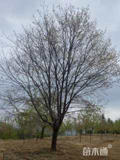 30公分中国红樱花