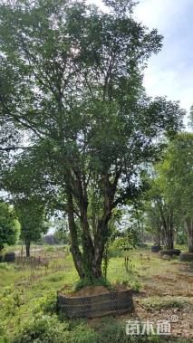 65公分丛生榔榆