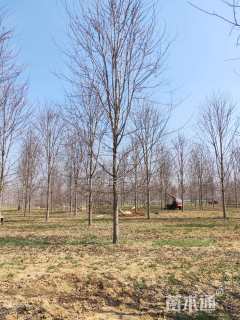 18公分美国红枫