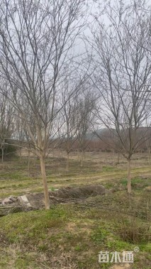 高度380厘米红花紫薇